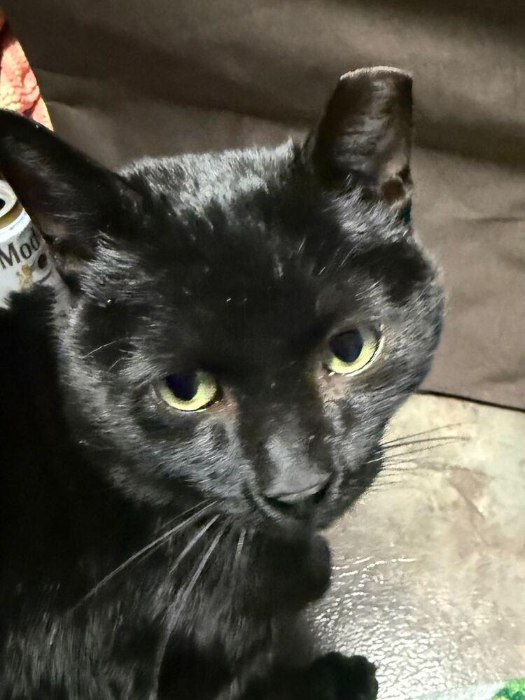 Sir Licorice, Adoptable, Adult Male Domestic Short Hair.