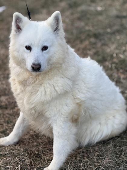 Enlarge Yuki, a Adoptable Samoyed in Malvern, PA image 2/3
