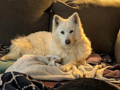 Enlarge Yuki, a Adoptable Samoyed in Malvern, PA image 3/3