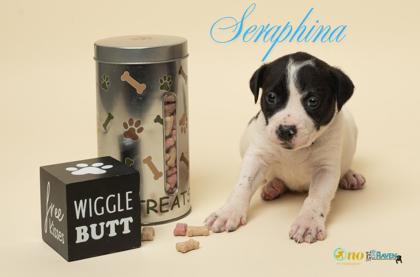 Seraphina, Adoptable, Puppy Female American Staffordshire Terrier & Mixed Breed.