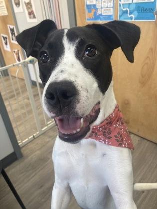 Enlarge Seraphina, a Adoptable mixed breed in Fairhope, AL image 2/3