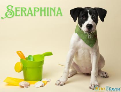 Enlarge Seraphina, a Adoptable mixed breed in Fairhope, AL image 3/3