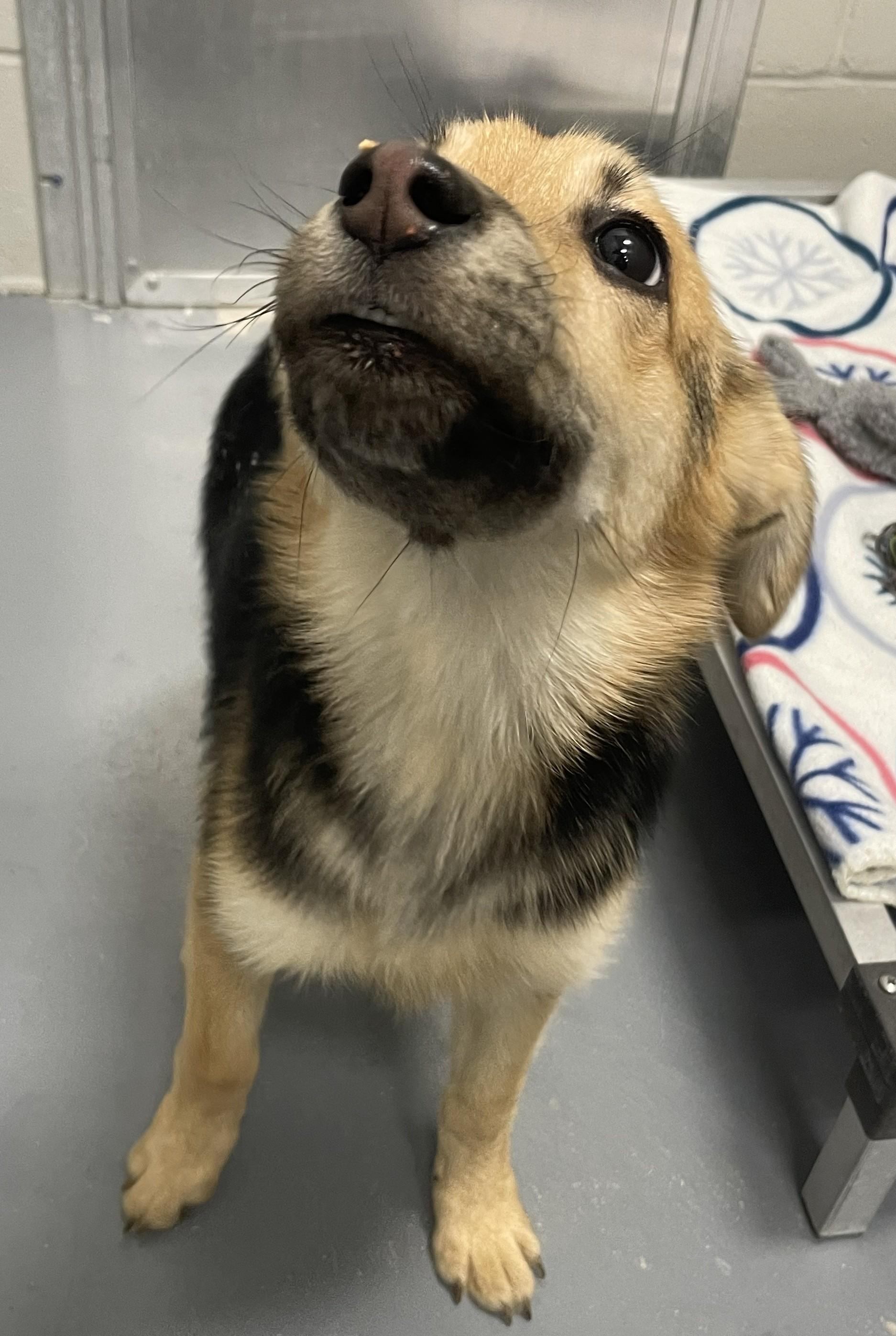 Zelda, ADOPTABLE, Puppy Female German Shepherd Dog & Australian Shepherd.
