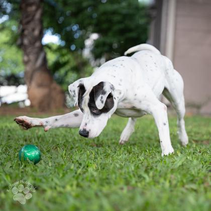 Caroline, Adoptable, Adult Female Pit Bull Terrier & Mixed Breed.