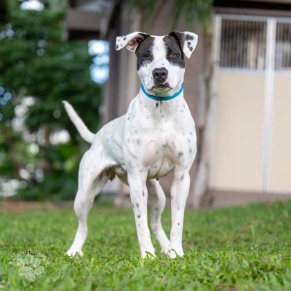 Caroline, a Adoptable mixed breed in Honolulu, HI image 3/3