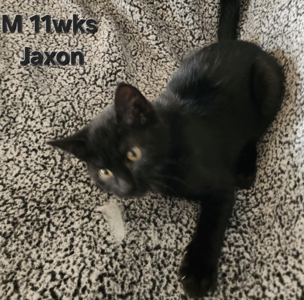 Jaxon, adopted, Kitten Male Domestic Short Hair.
