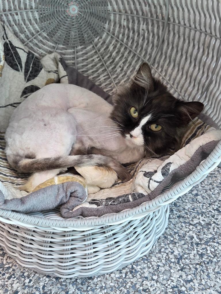 Corky, Adoptable, Young Male Domestic Long Hair.