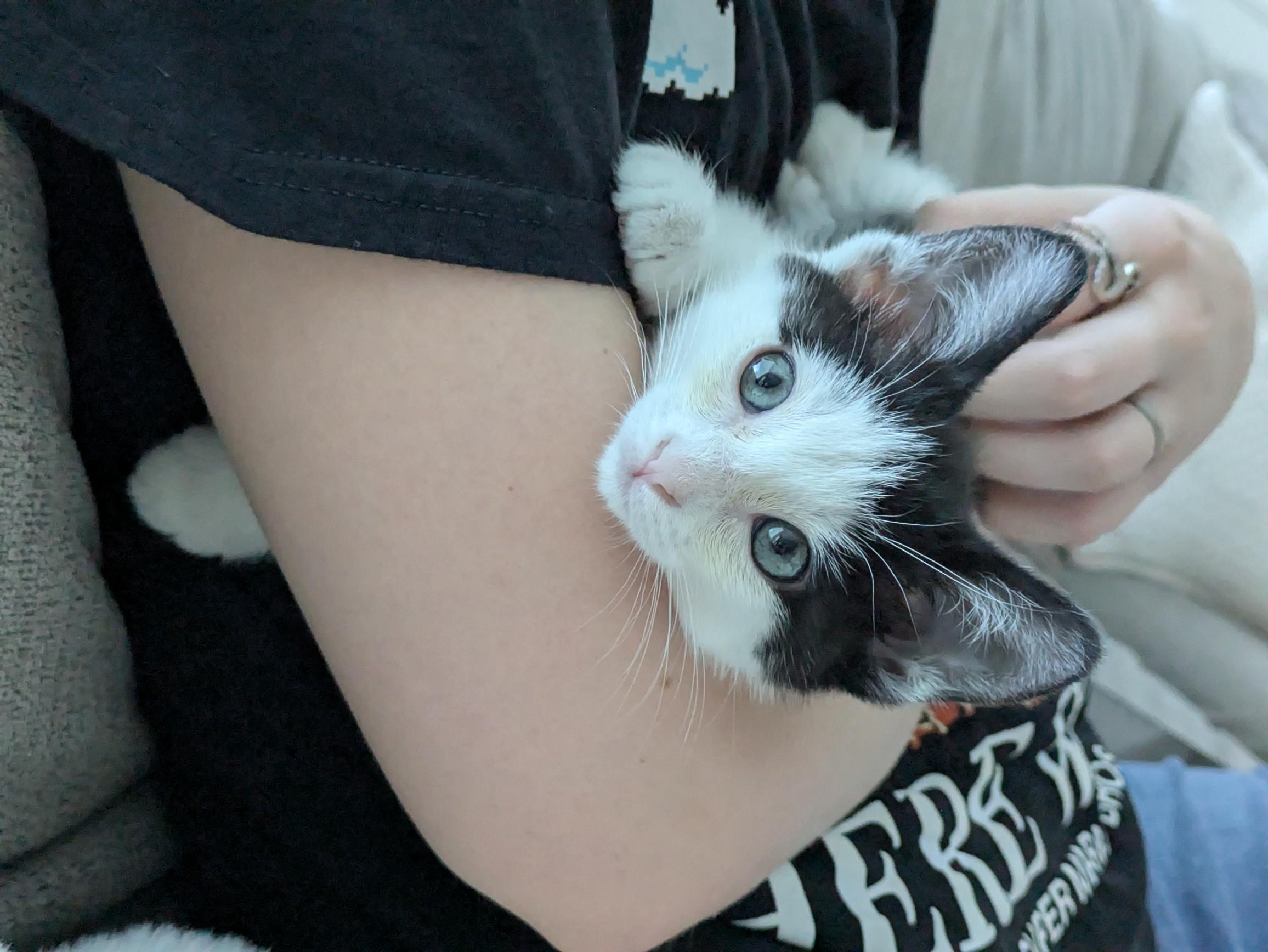 Bologna, Adoptable, Kitten Female Domestic Short Hair.
