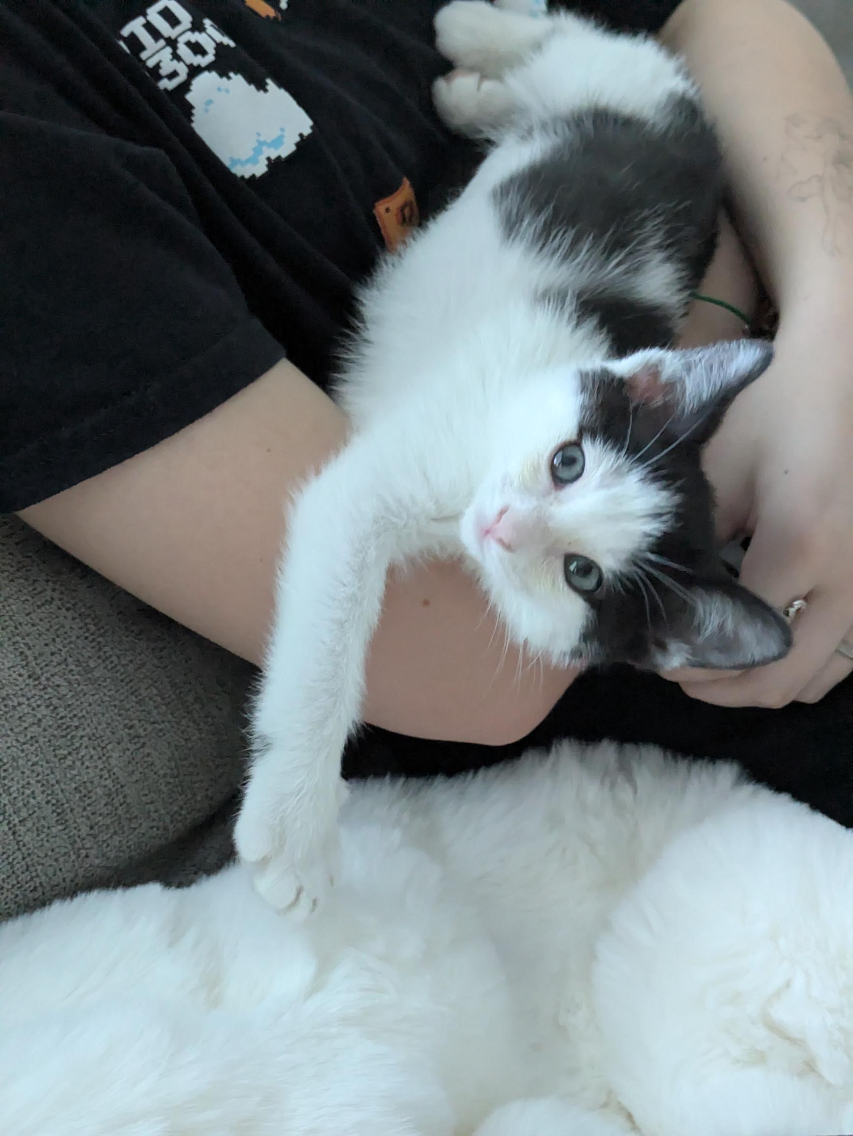 Bologna, a Adoptable Domestic Short Hair in Fruit Heights, UT image 2/6