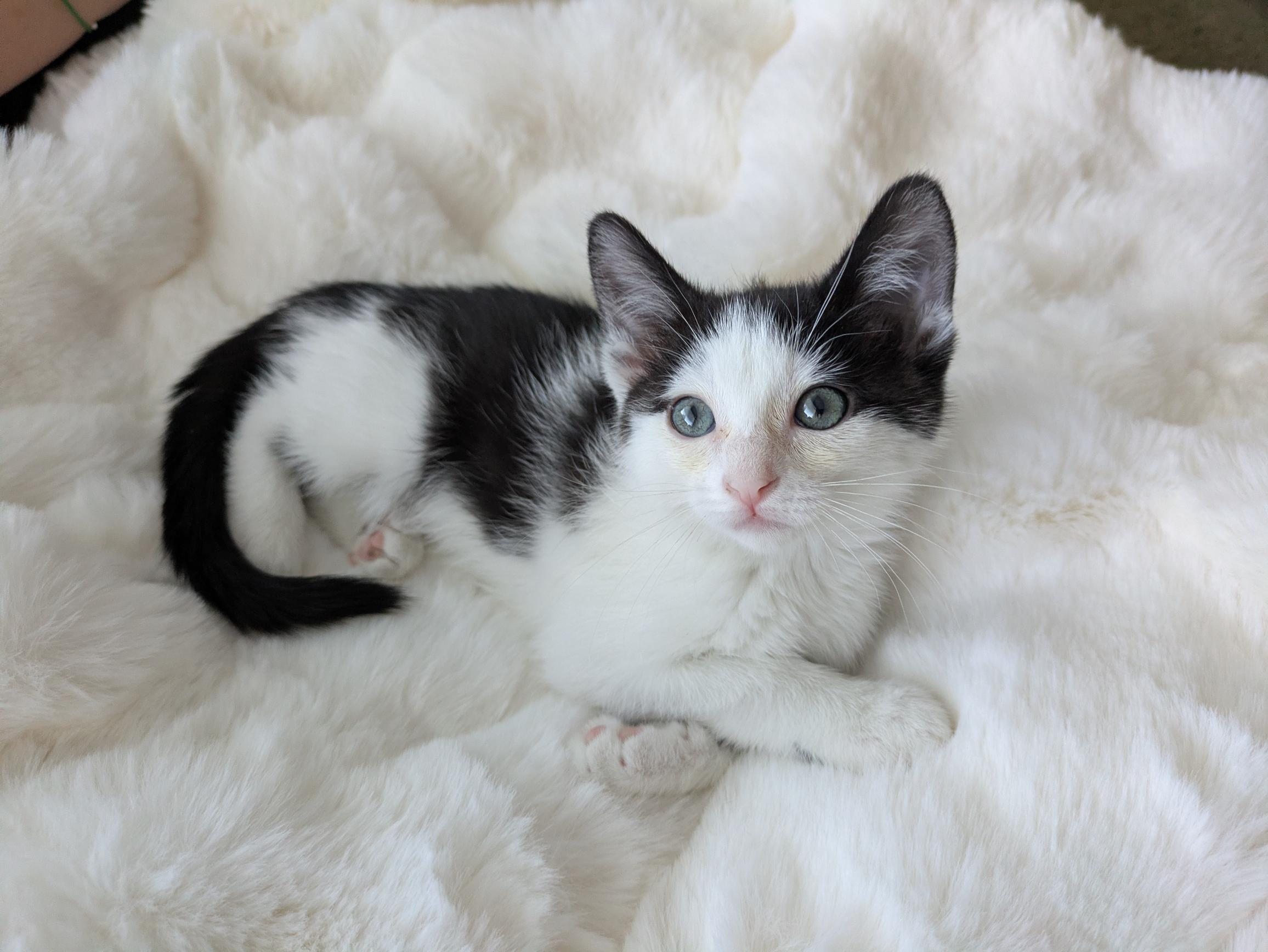 Bologna, a Adoptable Domestic Short Hair in Fruit Heights, UT image 3/6