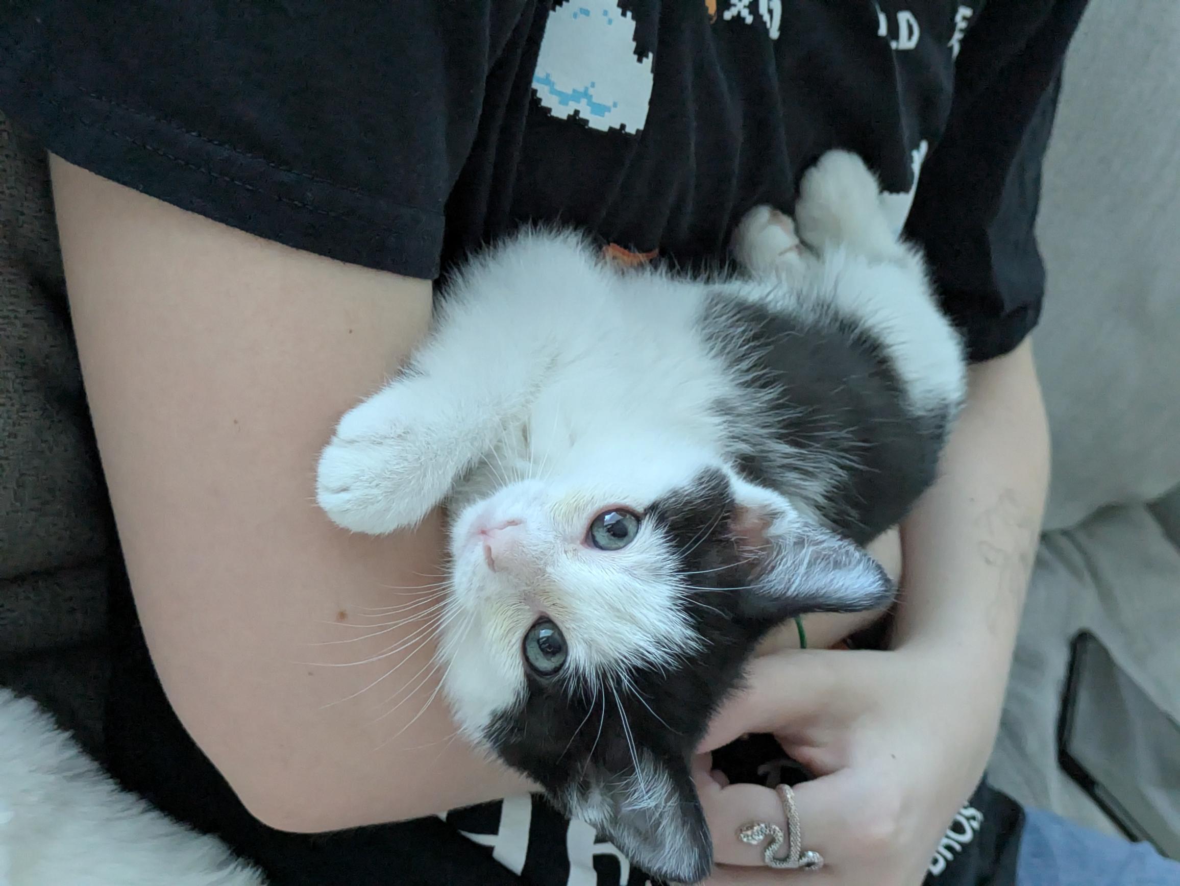 Bologna, a Adoptable Domestic Short Hair in Fruit Heights, UT image 4/6