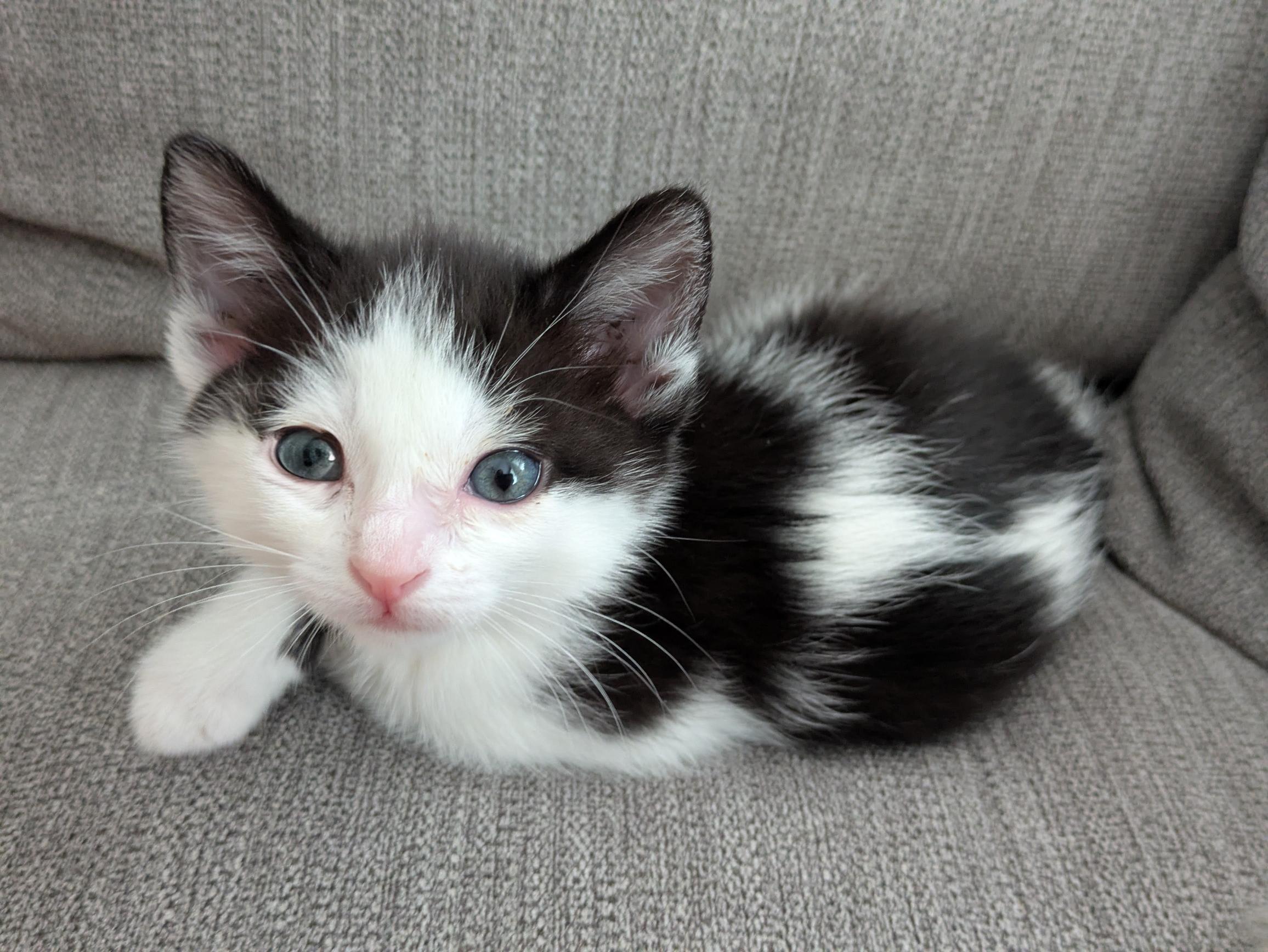 Bologna, a Adoptable Domestic Short Hair in Fruit Heights, UT image 5/6