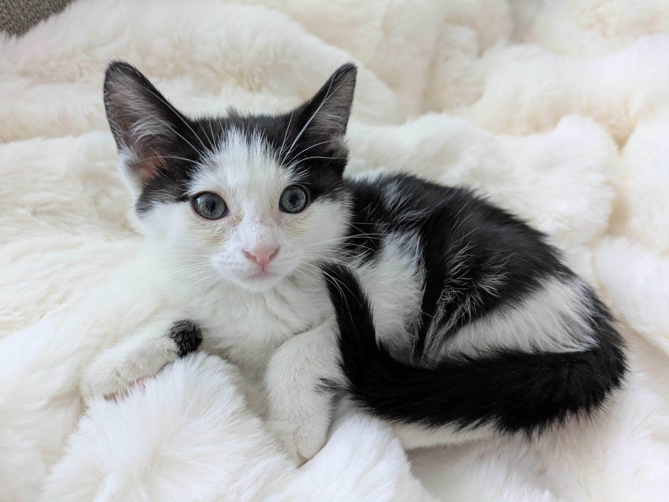 Bologna, a Adoptable Domestic Short Hair in Fruit Heights, UT image 6/6
