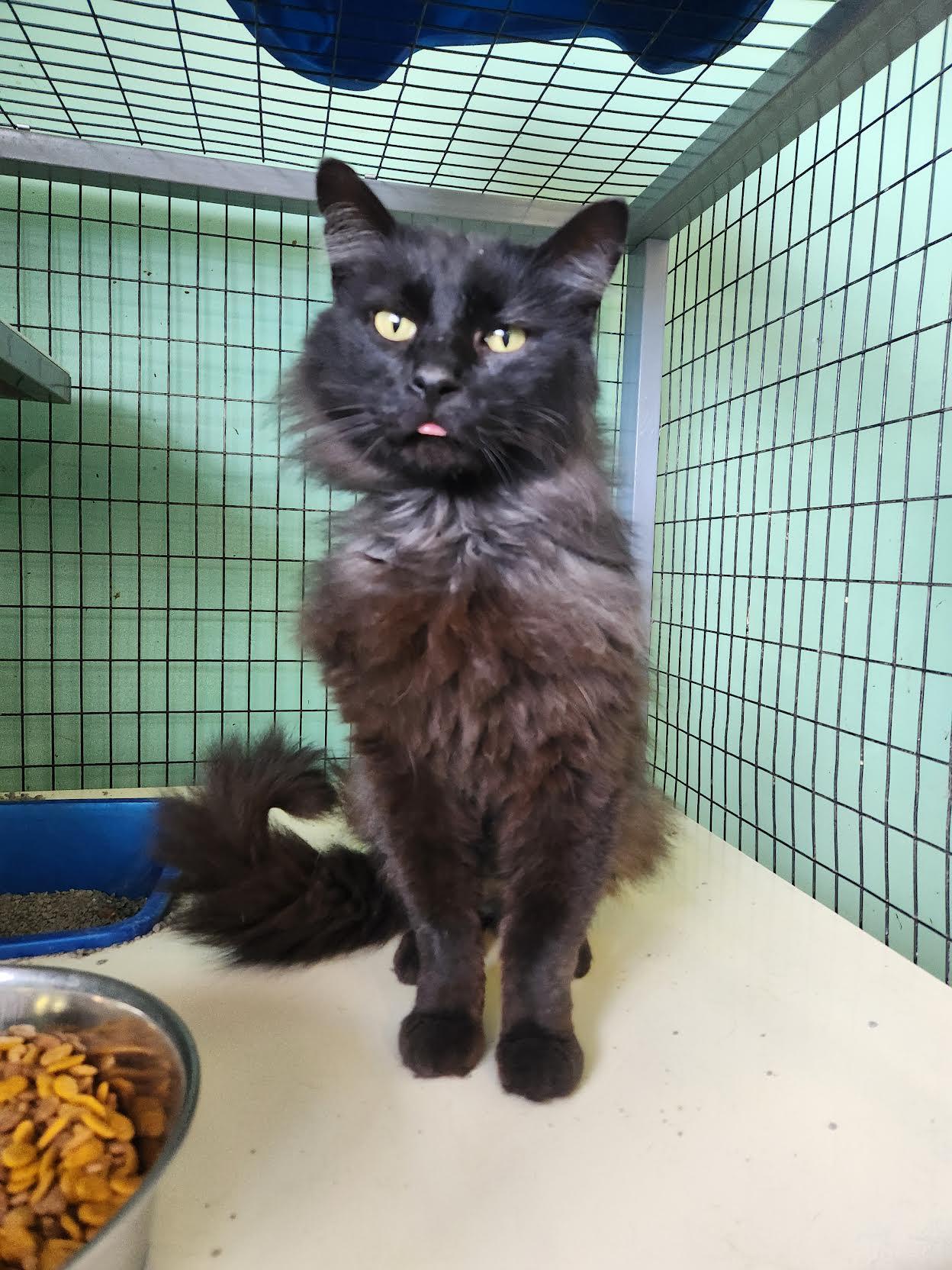 Enlarge Nevermore, a Adoptable Domestic Long Hair in Crossville, TN image 1/1
