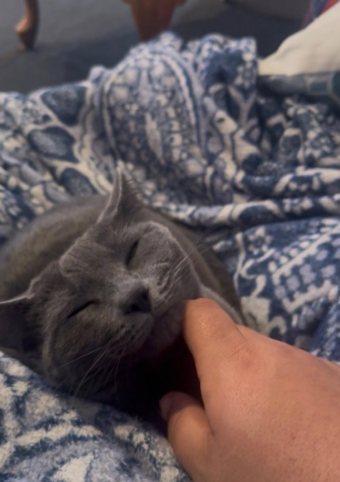 Naya, a Adoptable Russian Blue in Salem, MA image 1/2