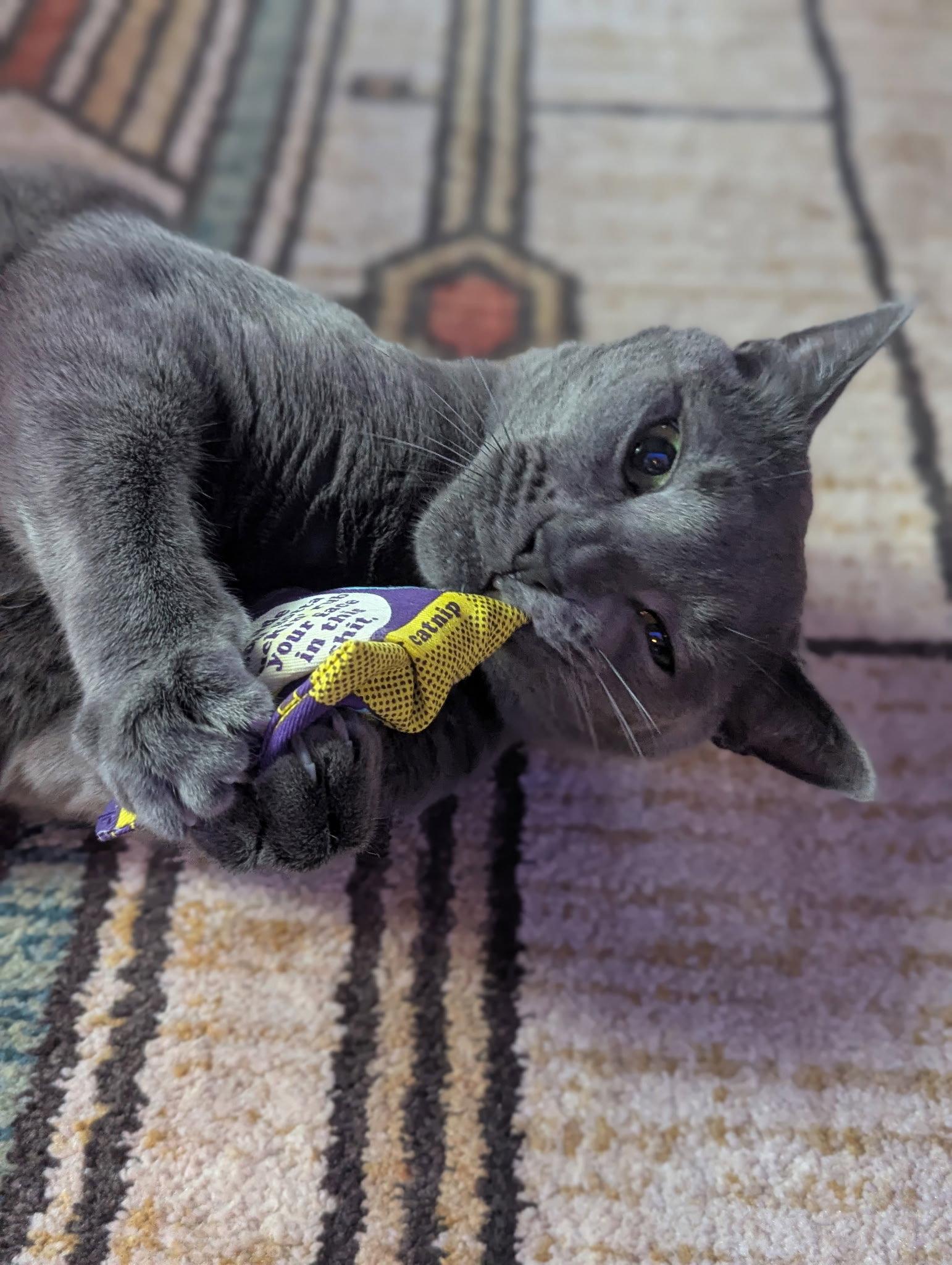 Naya, a Adoptable Russian Blue in Salem, MA image 2/2