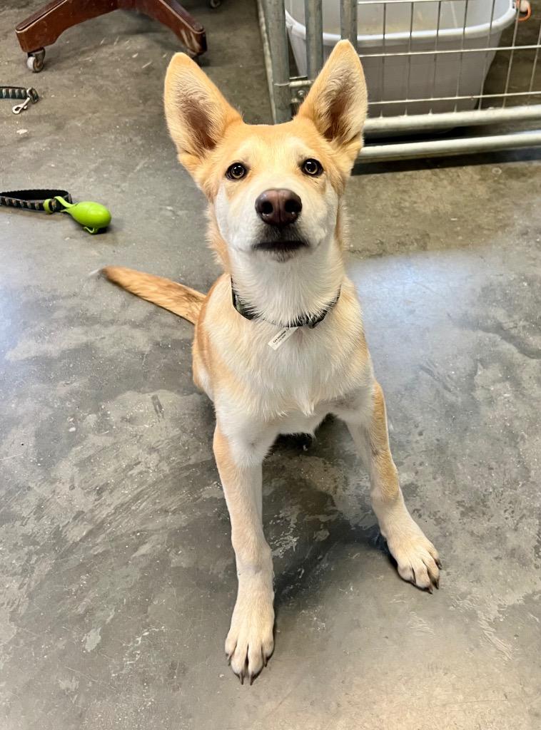 Eddie, a Adoptable mixed breed in Saint James, MN image 1/6