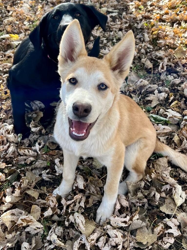 Eddie, a Adoptable mixed breed in Saint James, MN image 3/6