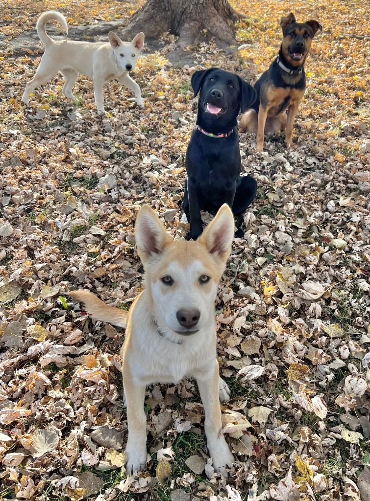 Eddie, a Adoptable mixed breed in Saint James, MN image 4/6