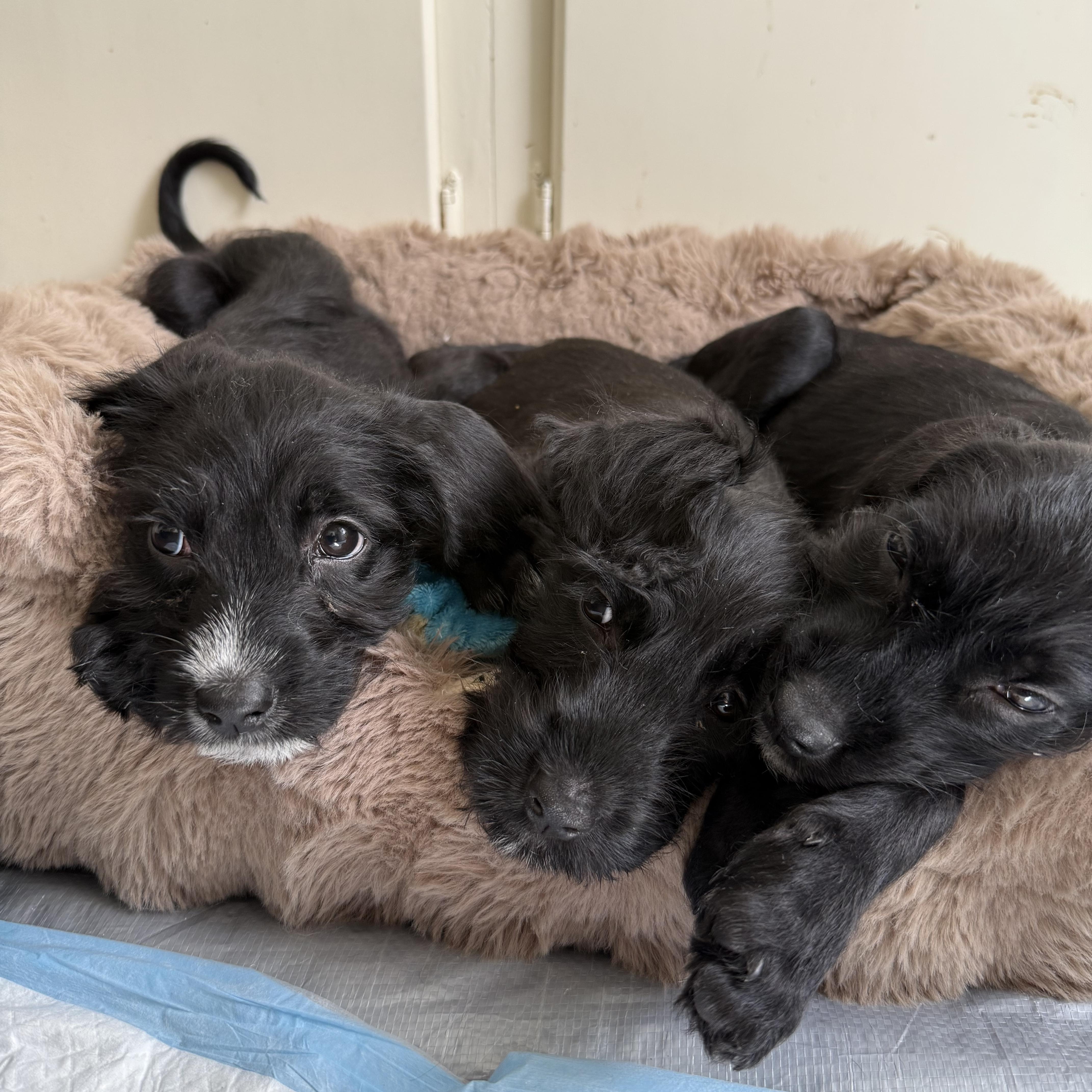 Enlarge Dorothy, a Adoptable mixed breed in Burbank, CA image 3/4