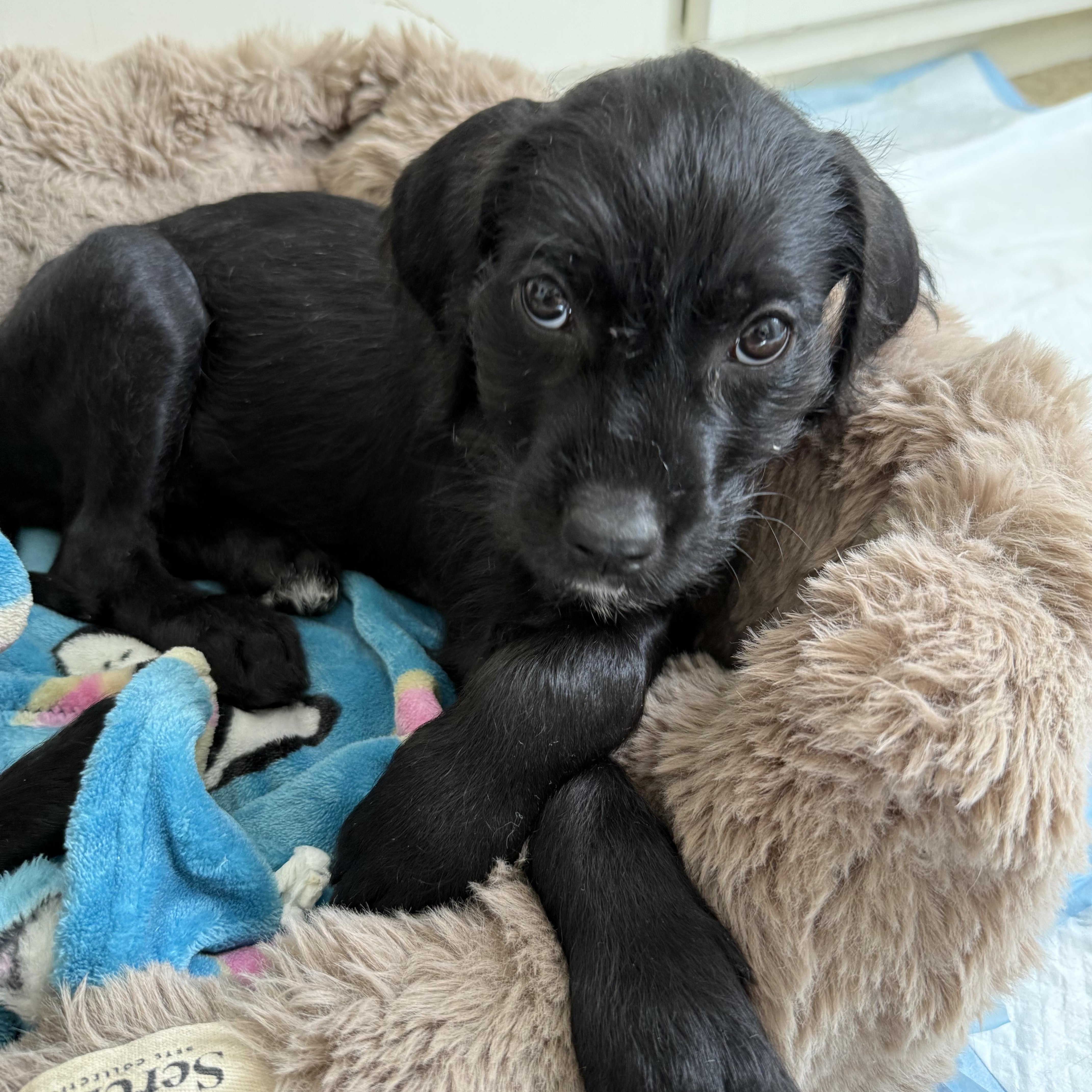 Enlarge Dorothy, a Adoptable mixed breed in Burbank, CA image 1/4