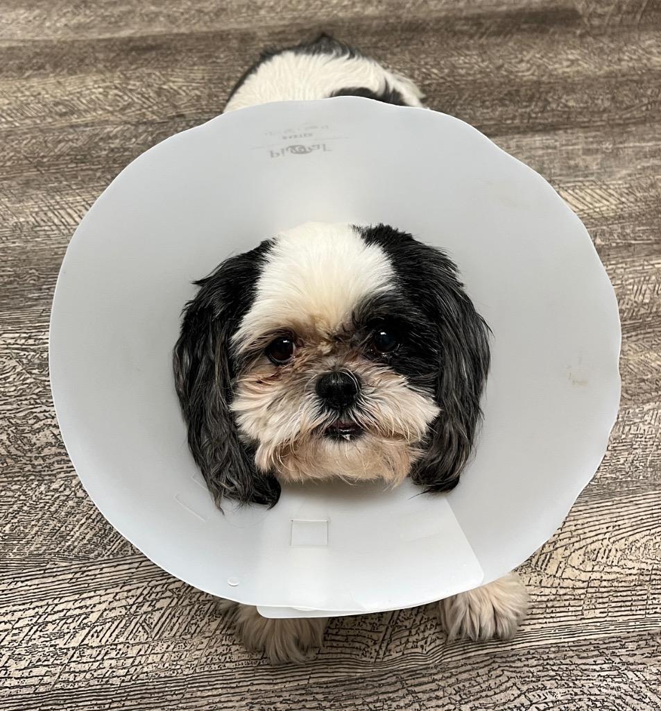 Enlarge Holley, a Adoptable Shih Tzu in Lake Forest, CA image 1/3