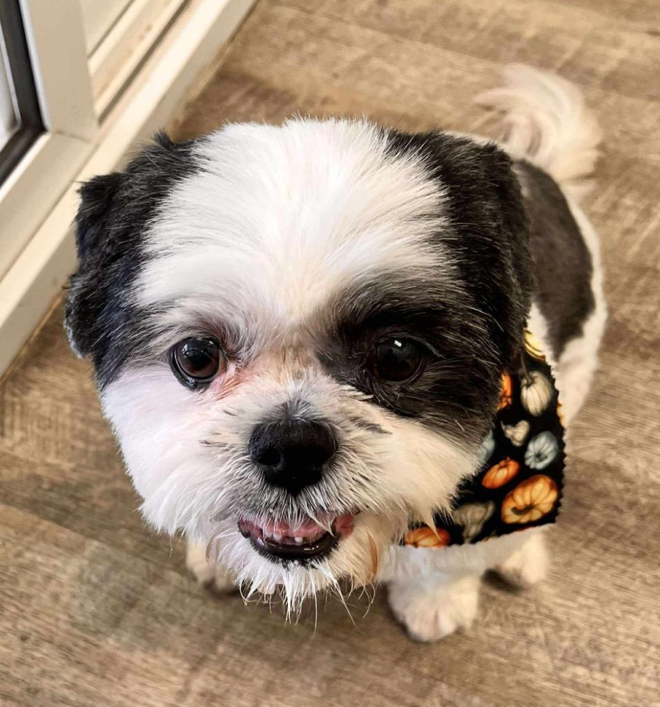 Holley, Adoptable, Adult Female Shih Tzu.