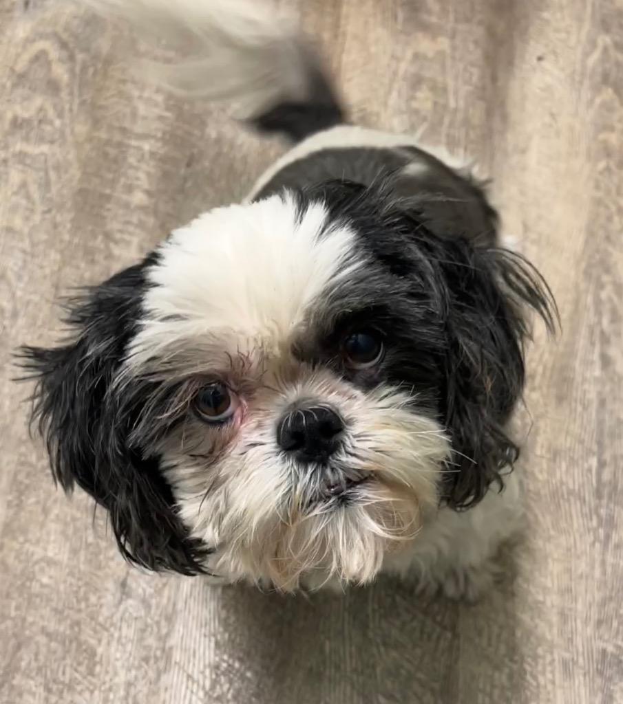 Holley, a Adoptable Shih Tzu in Lake Forest, CA image 2/3