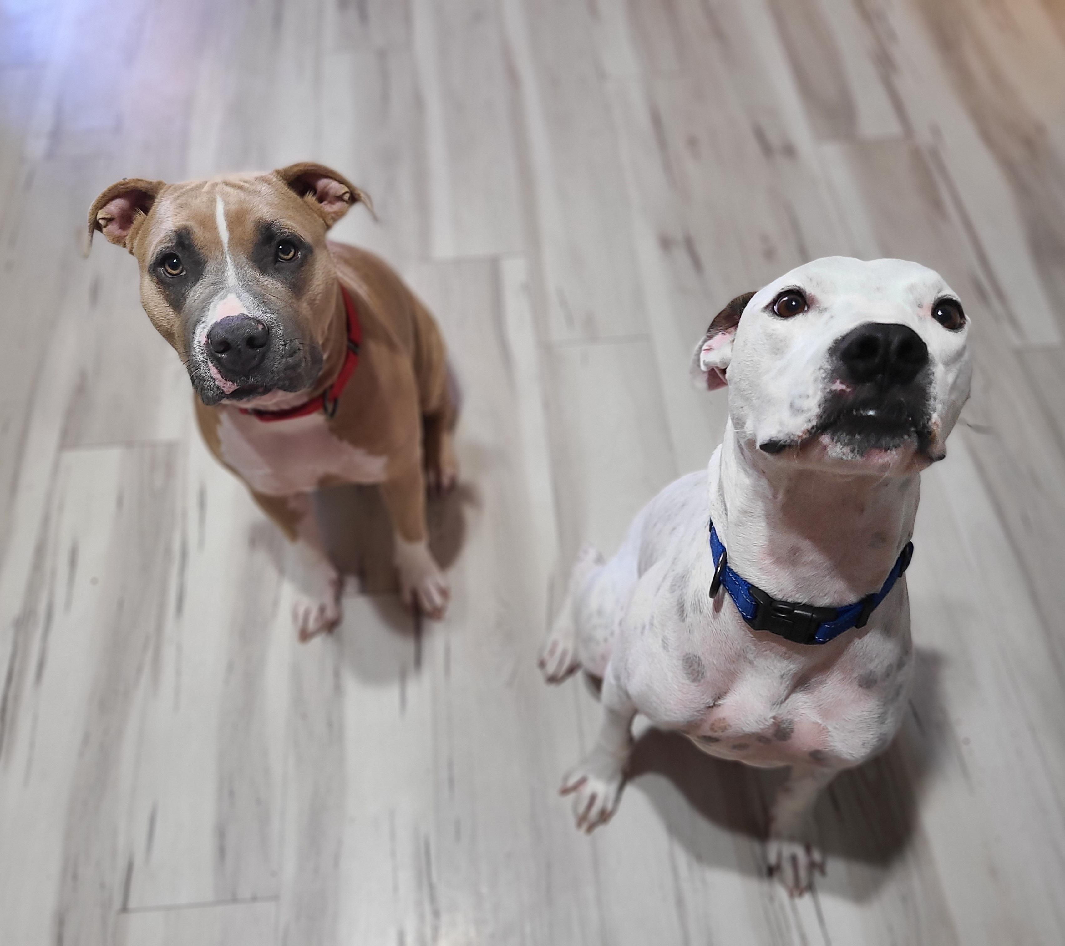 Smudge, Adoptable, Adult Female American Staffordshire Terrier.