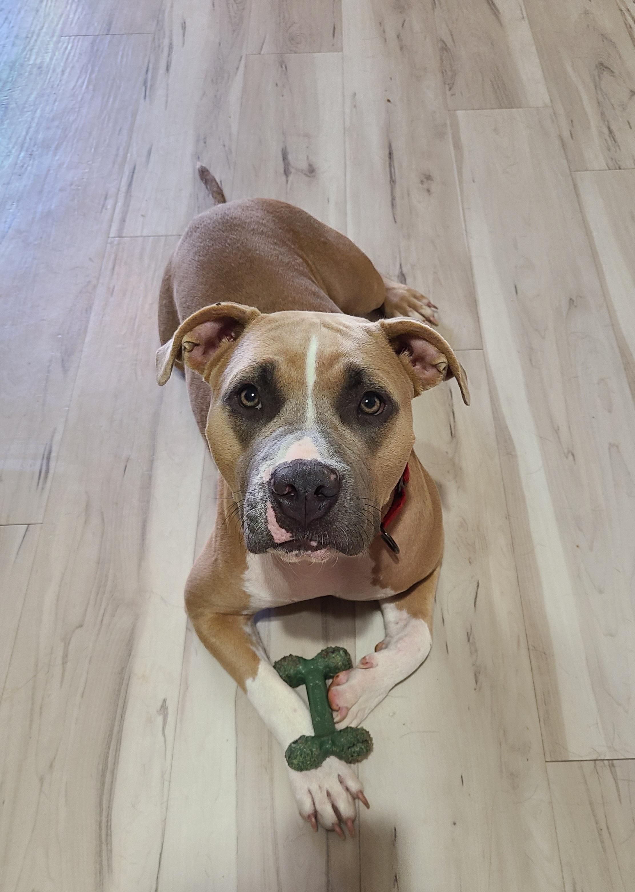 Smudge, Adoptable, Adult Female American Staffordshire Terrier.