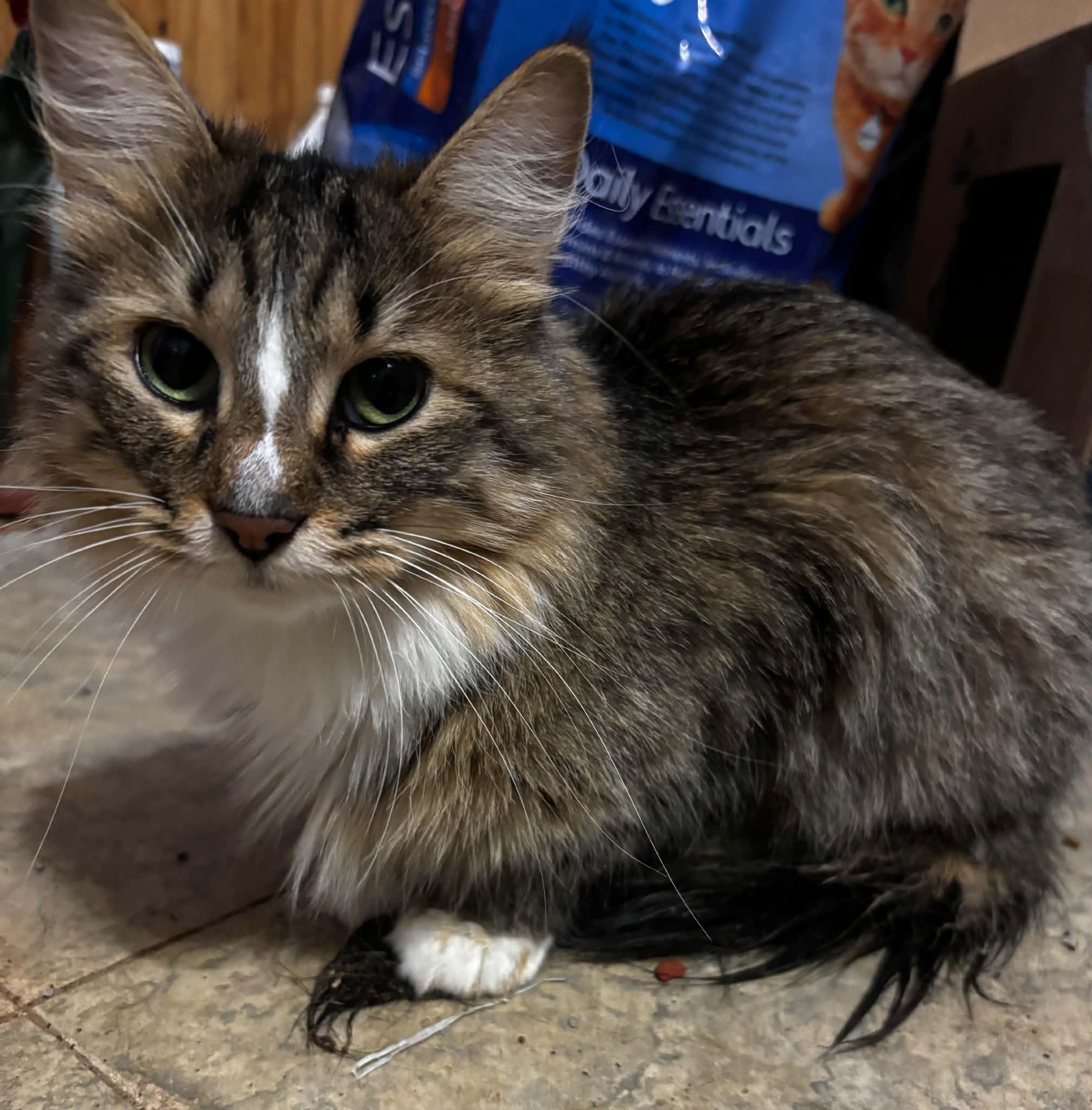 Kiko, Adoptable, Adult Female Domestic Long Hair.