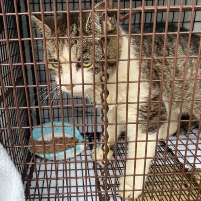 West Haven 6 Toes, a Adoptable Domestic Short Hair in Westport, CT image 2/6