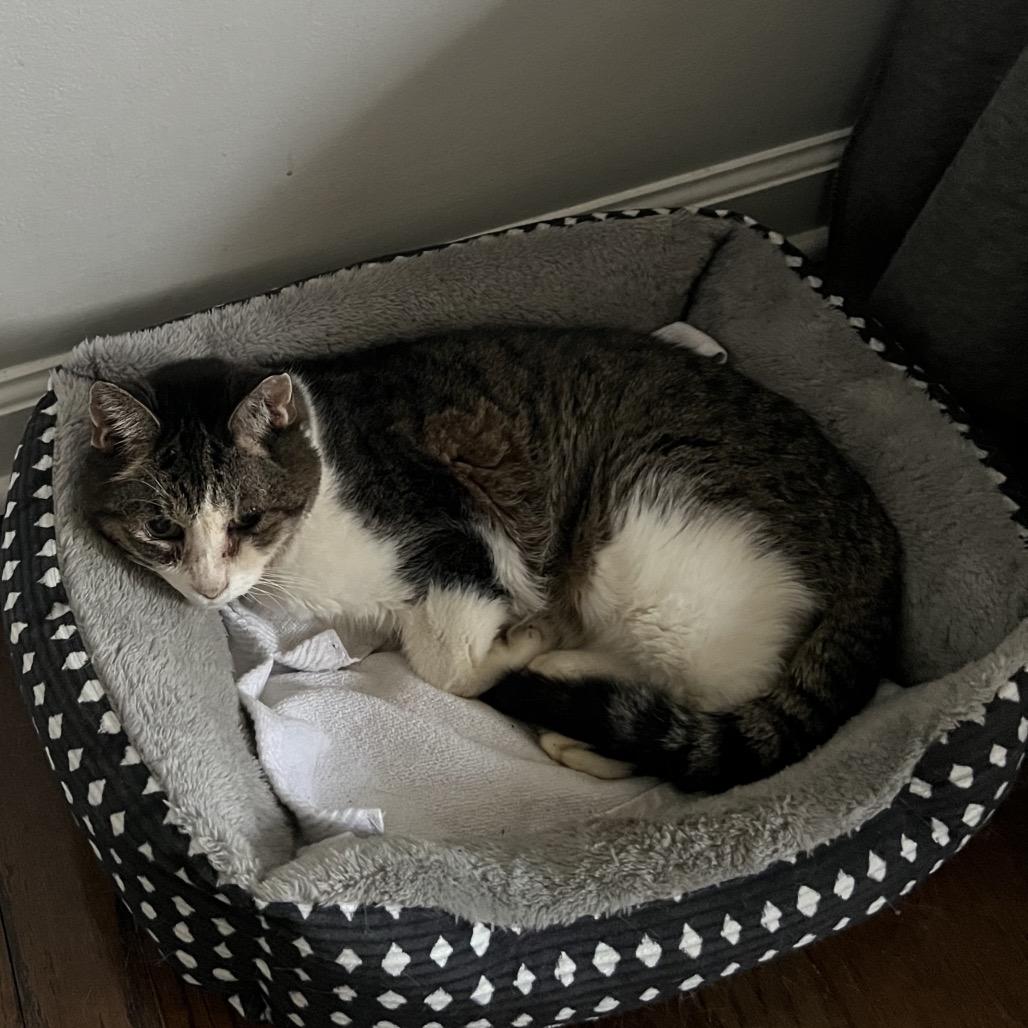 West Haven 6 Toes, Adoptable, Senior Male Domestic Short Hair.