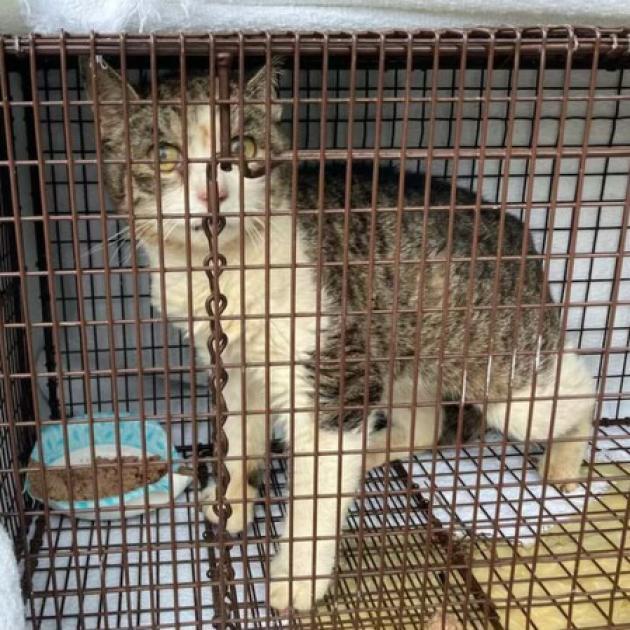 West Haven 6 Toes, a Adoptable Domestic Short Hair in Westport, CT image 4/6