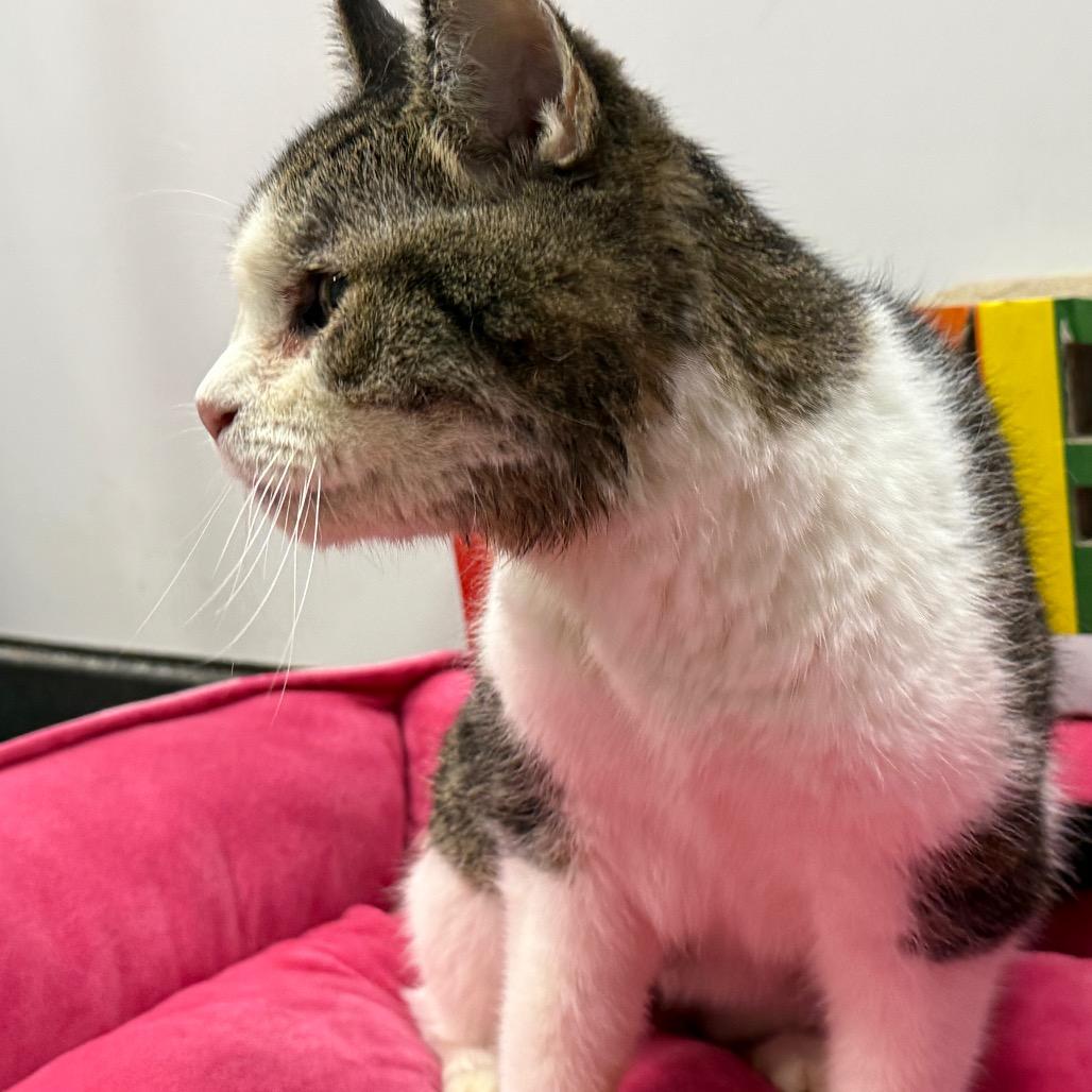 Enlarge West Haven 6 Toes, a Adoptable Domestic Short Hair in Westport, CT image 2/6