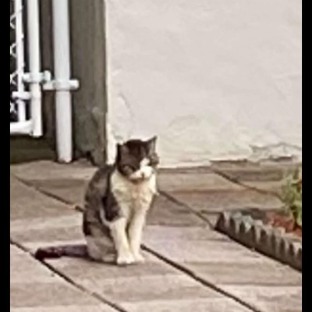 Enlarge West Haven 6 Toes, a Adoptable Domestic Short Hair in Westport, CT image 4/6