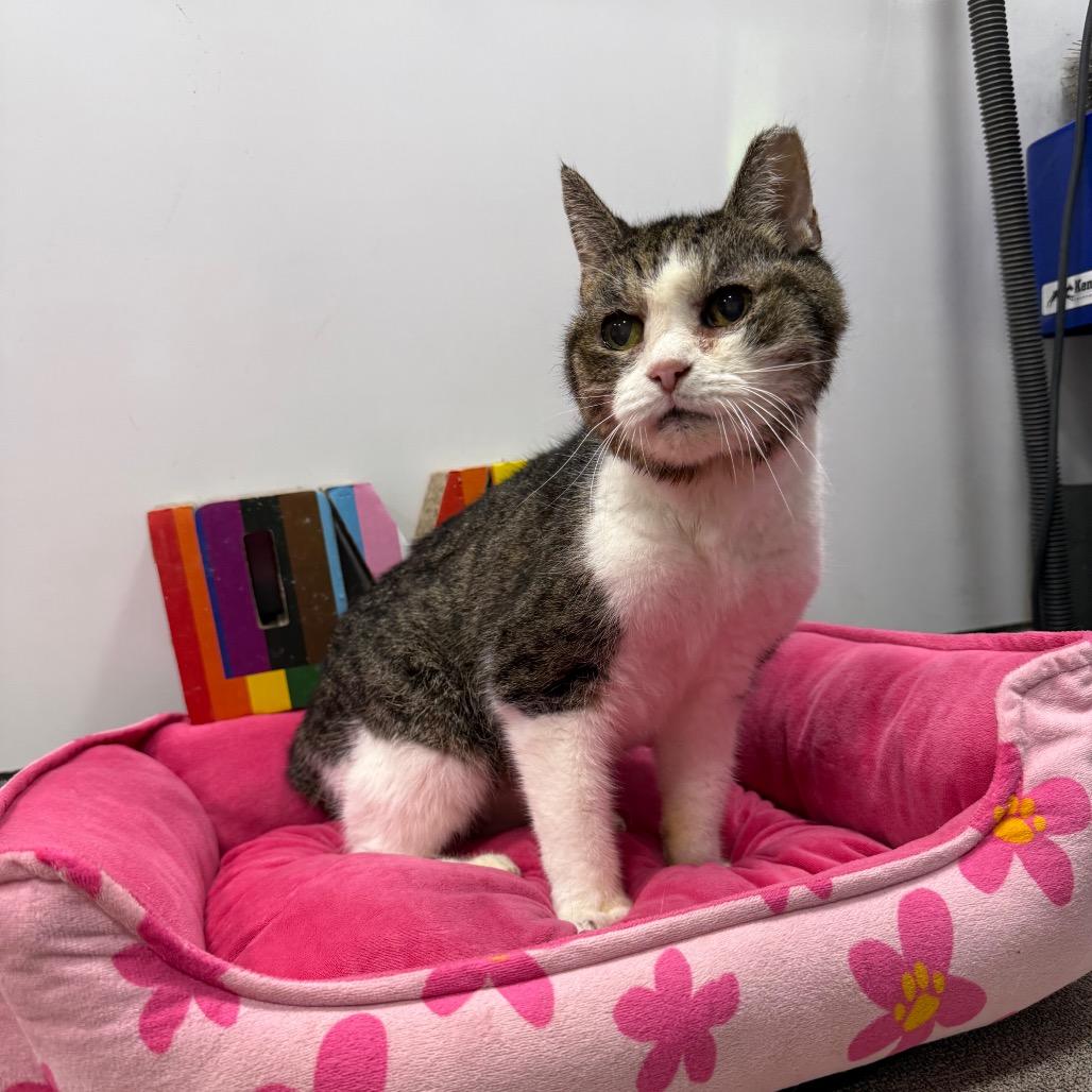 Enlarge West Haven 6 Toes, a Adoptable Domestic Short Hair in Westport, CT image 5/6