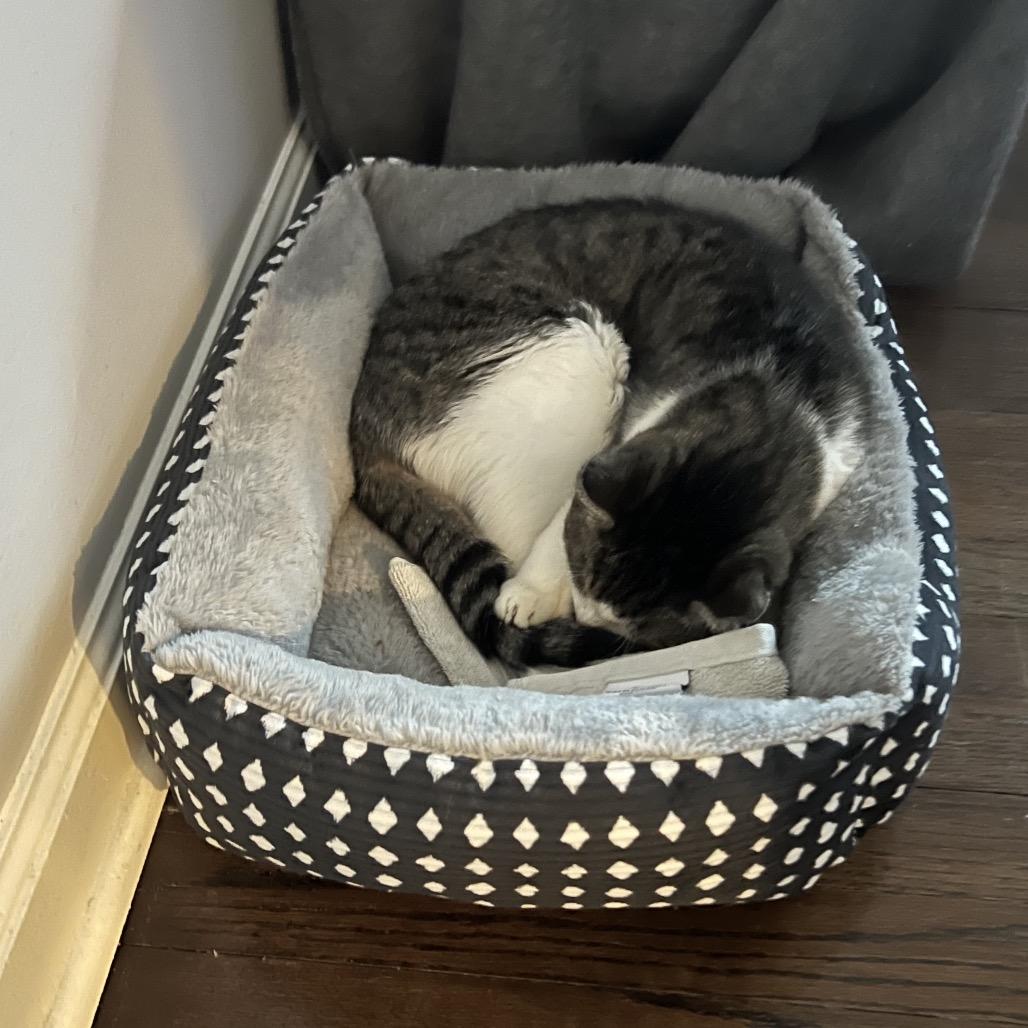 Enlarge West Haven 6 Toes, a Adoptable Domestic Short Hair in Westport, CT image 6/6