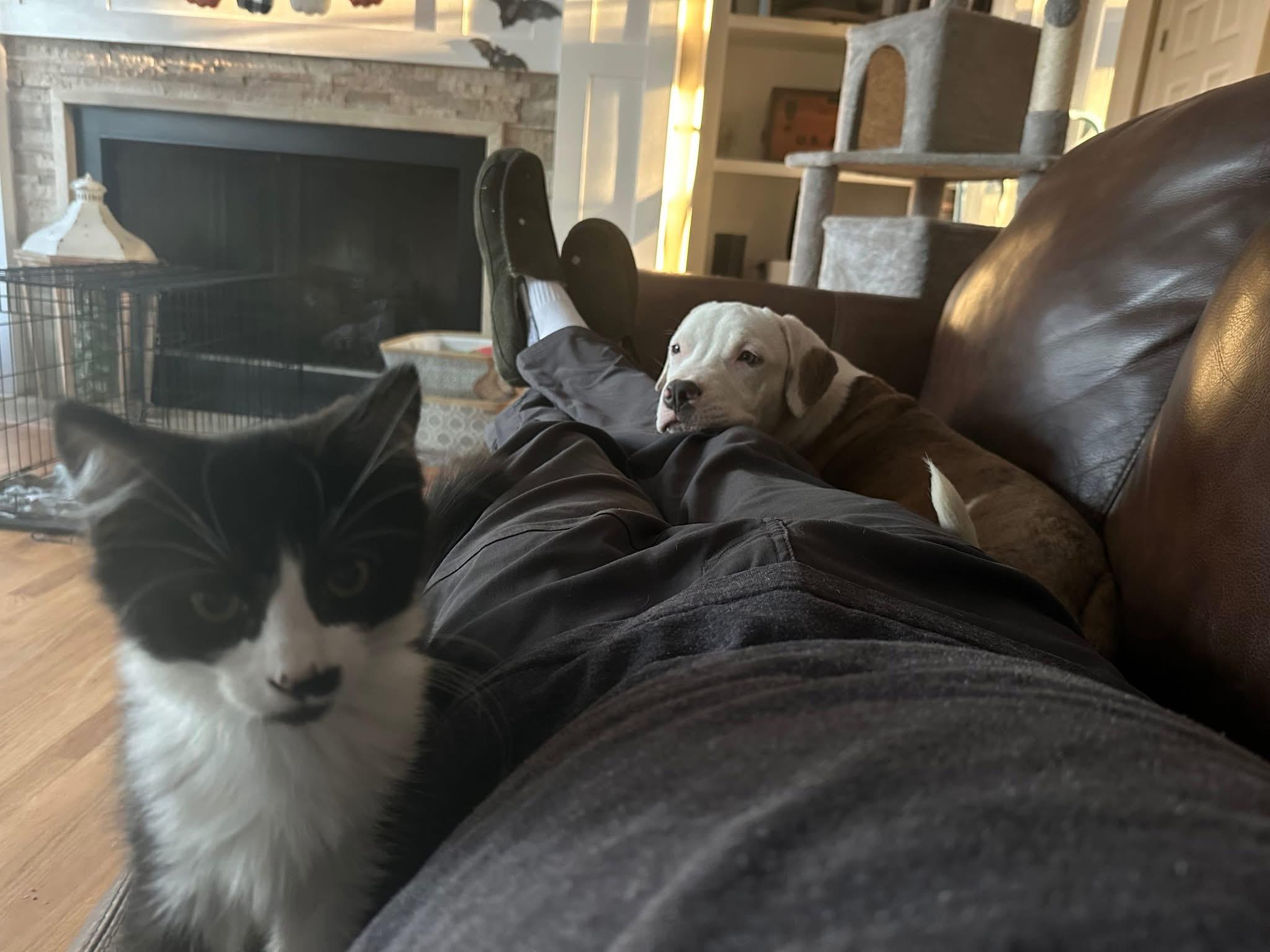 Reya, a Adoptable Mixed Breed in Grafton, MA image 1/6