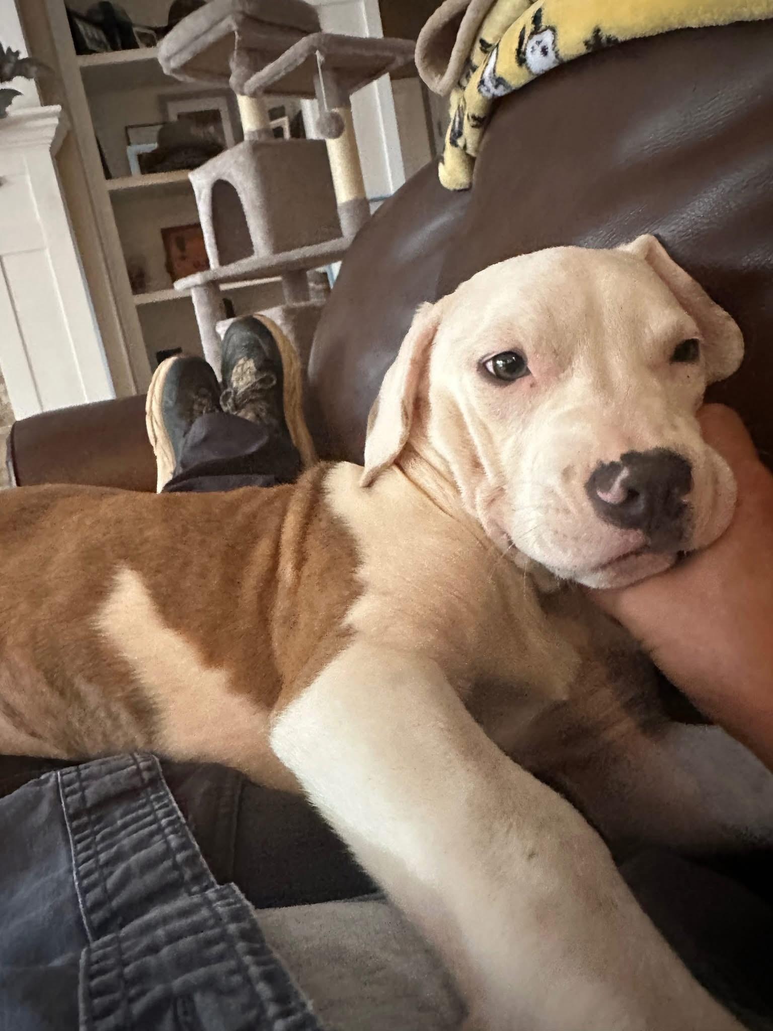 Reya, a Adoptable Mixed Breed in Grafton, MA image 2/6