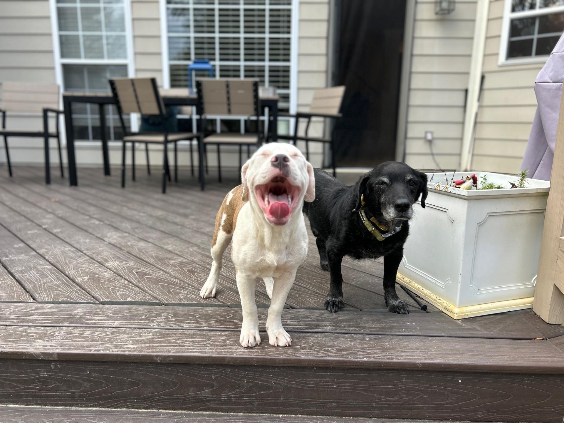 Reya, a Adoptable Mixed Breed in Grafton, MA image 3/6