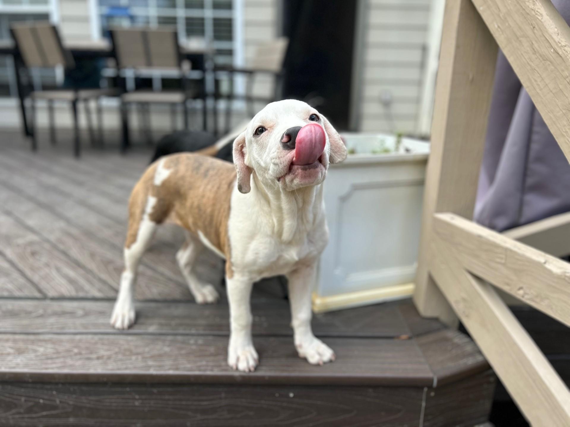 Reya, Adoptable, Young Female Mixed Breed.