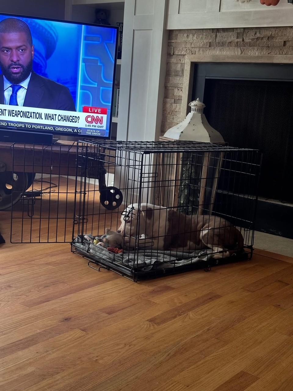 Reya, a Adoptable Mixed Breed in Grafton, MA image 5/6