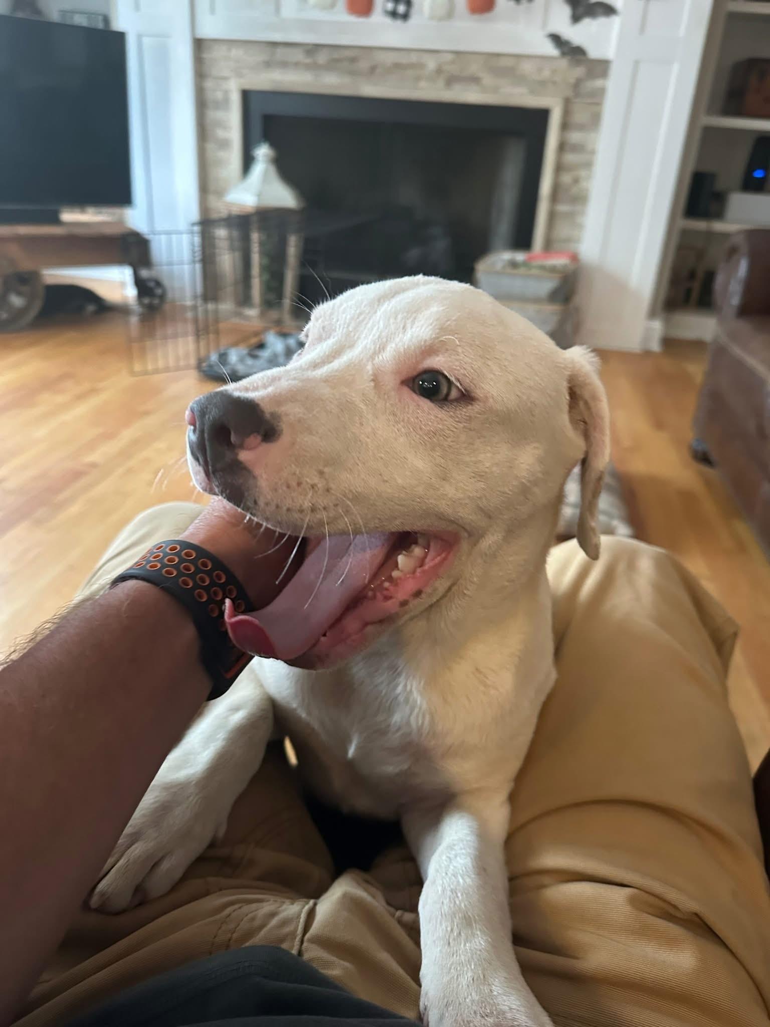 Reya, a Adoptable Mixed Breed in Grafton, MA image 6/6