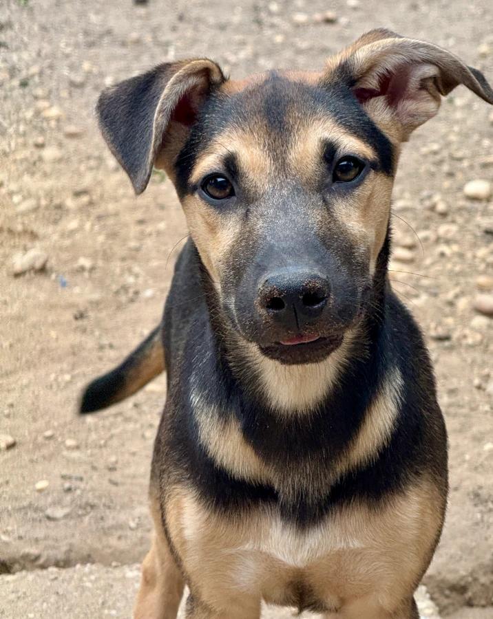 Biloxi, Adoptable, Puppy Female Mixed Breed.