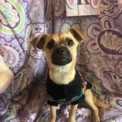 Enlarge Ted, a Adoptable mixed breed in Madison Heights, MI image 2/4