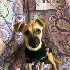 Enlarge Ted, a Adoptable mixed breed in Madison Heights, MI image 1/4