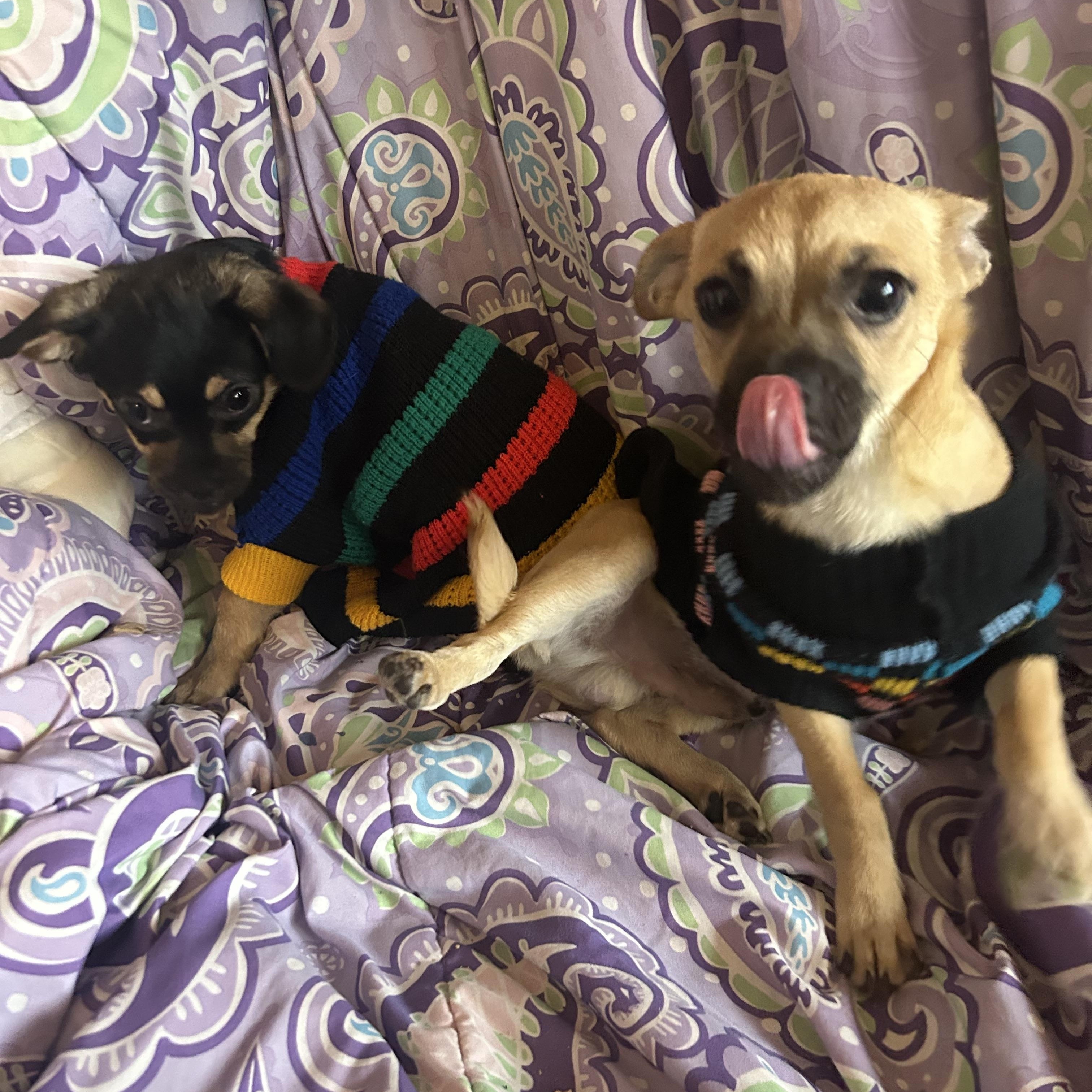 Enlarge Ted, a Adoptable mixed breed in Madison Heights, MI image 4/4