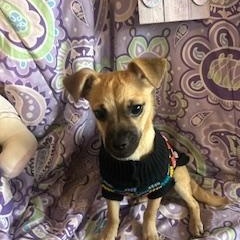 Enlarge Ted, a Adoptable mixed breed in Madison Heights, MI image 3/4