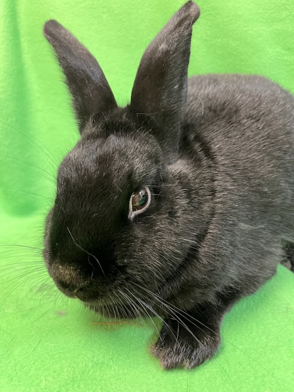 Enlarge Hyde, a Adoptable mixed breed in Haltom City, TX image 4/4